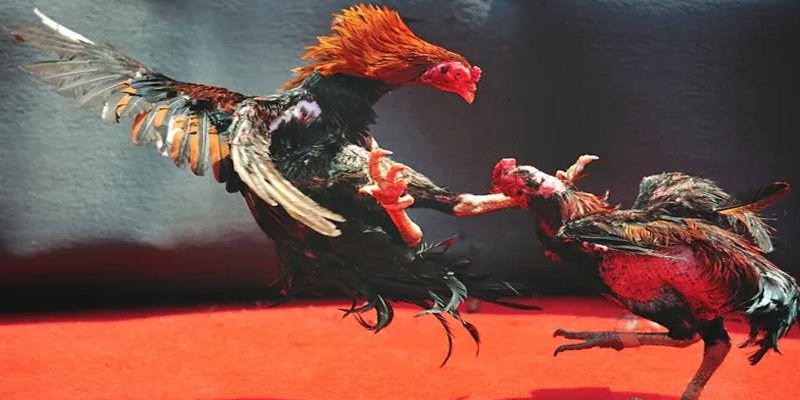 pg 88 bắn cá h5 chơi ngay