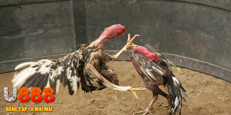 pg 88 đăng nhập tiến lên miền nam số 1